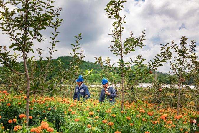 在苹果种植园区巡维电力线路的电网员工，保障着果园的用电需求